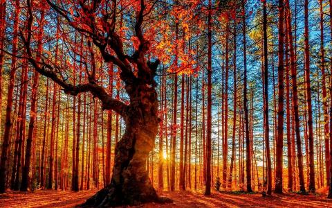 秋天，颜色，树木，山，叶子，草，阳光