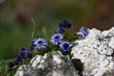 自然，石头，花，globularia，sharovnitsa，夏天