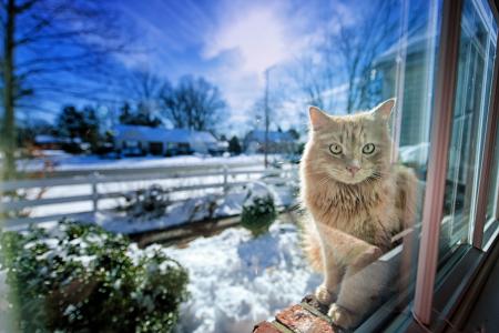 冬天，窗口，猫，格雷戈里j斯科特摄影，光