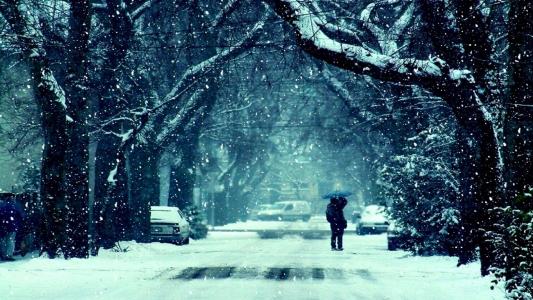 冬天，树木，雪，路径，街道