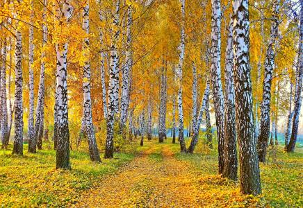 性质，秋季，桦树林，路，树木