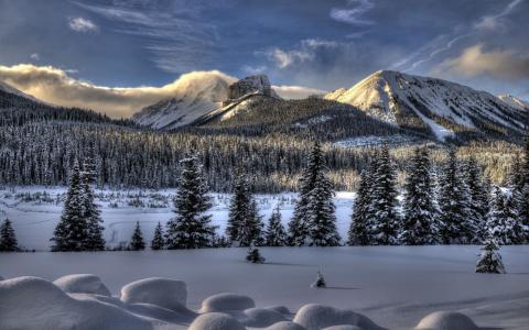 自然，景观，山，雪，冷杉，雪，冬天