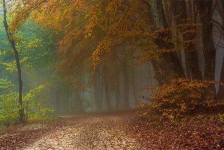 森林，路，树，秋，叶子，美女，雾