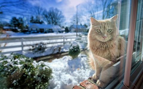 猫，等待，雪，房子