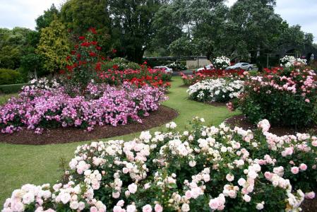 帕内尔玫瑰花园，新西兰，奥克兰