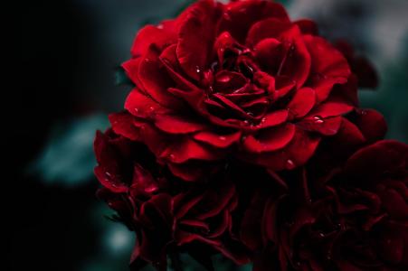 鲜花，玫瑰，黑暗的背景，美丽