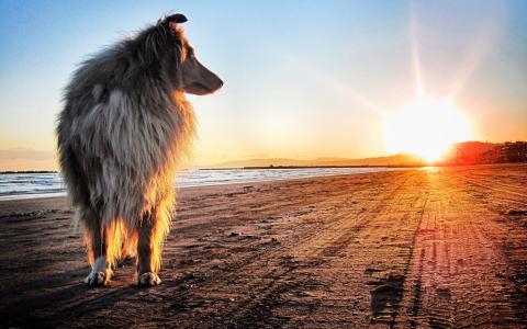 沙，太阳，狗，日落，岸，牧羊犬