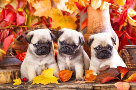 三个哈巴狗狗，小狗，秋天的树叶
