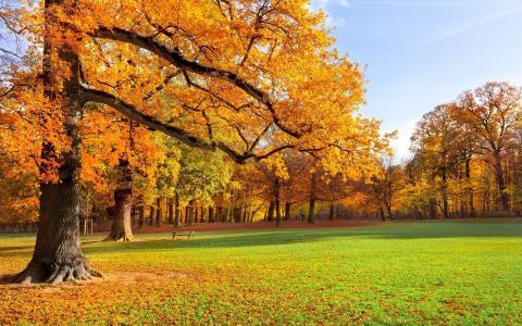 公园，秋季，性质，美丽，森林，树木，照片，在下午