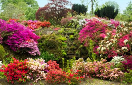 英国，花园，杜鹃花，大自然