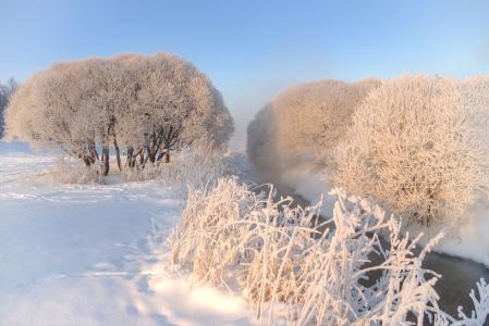 自然，冬天，白霜，美丽