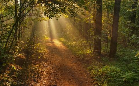 森林，路径，太阳的光芒，亚历山大·奈尔
