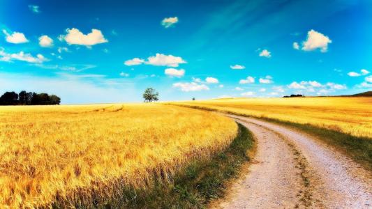 在田间的路，金色的田野，轻轻的蓝天