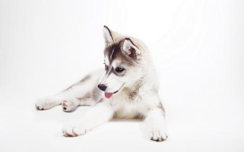 西伯利亚雪橇犬，甜，哈士奇，小狗