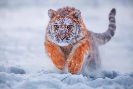 老虎，雪，冬天