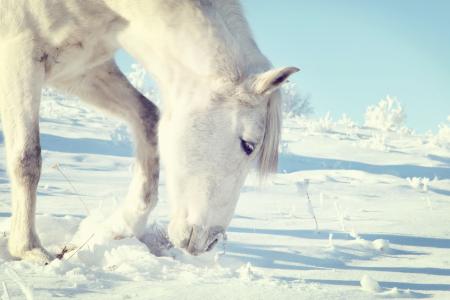 白色，冬天，马，雪