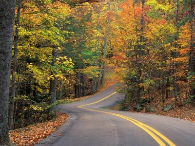 轨道，叶子，秋天，森林，小山，树木，道路
