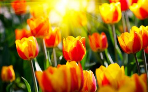 鲜花，郁金香，光，春天，春天壁纸，阳光，光线，花园，公园，照片，大自然，美丽的壁纸