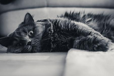 猫，灰色