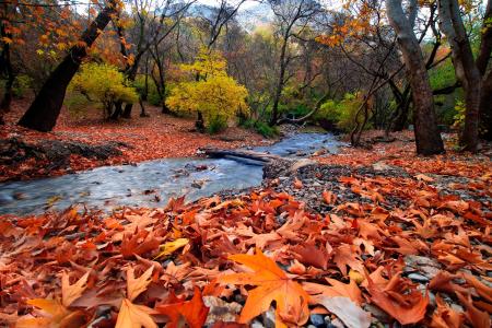 赛义德·尤尼斯，景观，自然，秋天，森林，流，山，叶子