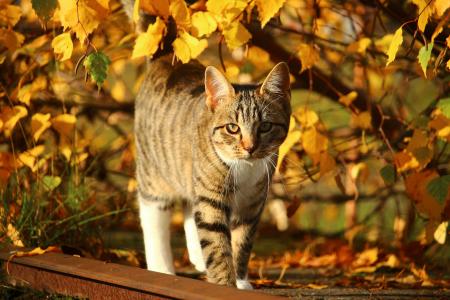 猫，条纹，走，秋天，黄叶