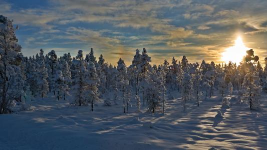 日落，挪威，雪，冬季，树木，性质