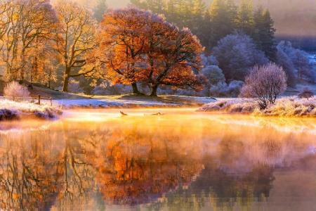 秋天，河，11月，树木，白霜，性质，光，蒸汽，早上