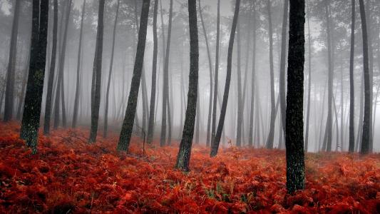 森林，雾，火热的地毯