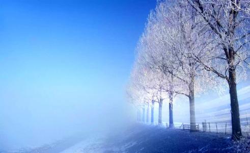 冬天，树木，白色，雪，雾