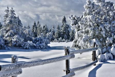 树，雪，性质，冬季，围栏，篱笆