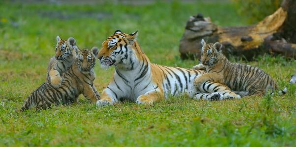 老虎，母老虎，年轻，小猫，孕产