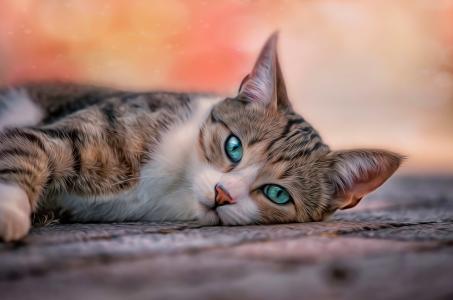 宠物，猫，猫，构成，蓝色的眼睛