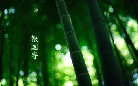 竹，象形文字，绿颜色，由burnmonk，森林，1920x1200