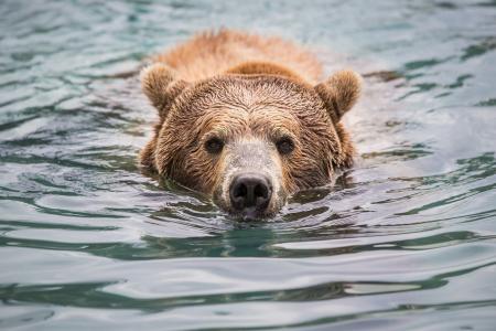 熊，水