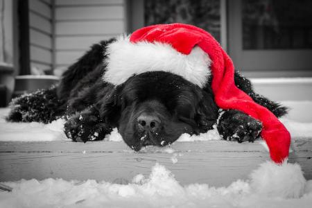 狗，颜色，黑色，睡着了，帽子，红色，新的一年，帽，步骤，雪，冬天