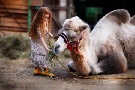 卷发的女孩，骆驼，饲料，照片，Ulyanova莉莉