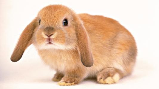 米色的兔子，耳朵下来，可爱的眼睛