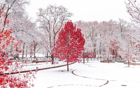 冬天，公园，雪，树木