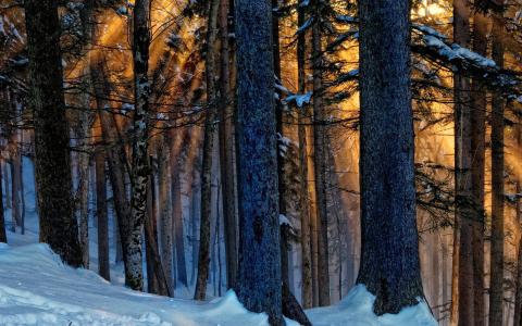 光，森林，冬天，性质，树木