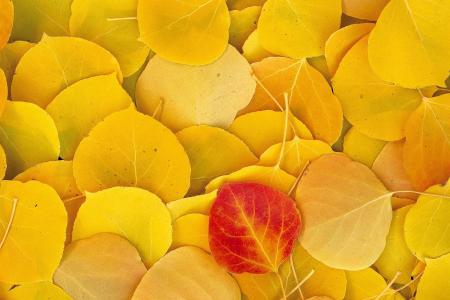 性质，照片，纹理，叶子，秋季，黄色背景
