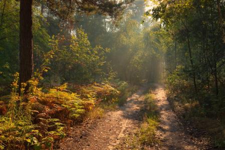 森林，夏天，早晨，雾，8月，线索，黎明，太阳，Galansovskaya Oksana