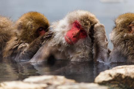 温泉猴子，日本雪猕猴，热温泉，日本，Epishenkova森尼亚