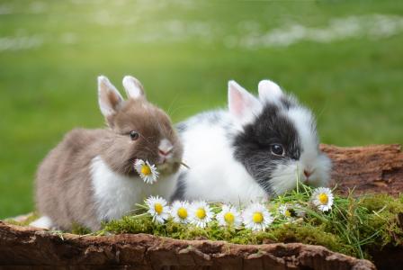 动物，兔子，自然，草，花，chamomiles