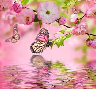 春天，photoshop，蝴蝶，水，分支机构，樱花，鲜花，粉红色的背景