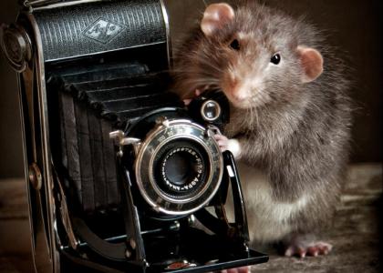 啮齿动物，摄影师的一天，宠物，鼠大坝，Eleonora Grigorjeva