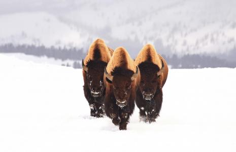 野牛，雪，动物，冬天，三，野牛，公牛