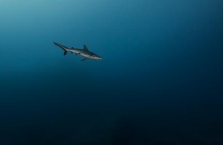 海，深度,,蓝，鲨鱼，孤独，狩猎，捕食者