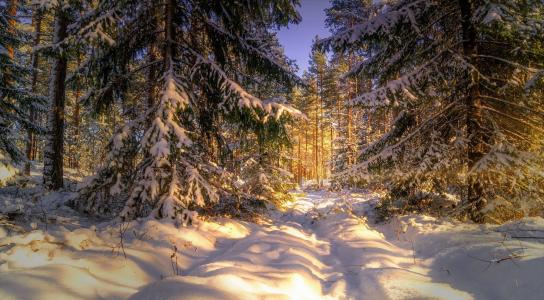 自然，冬天，雪，森林
