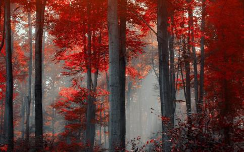 秋天，森林，早晨，雾，美丽，树木