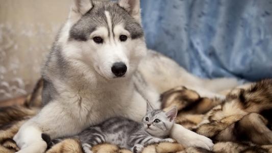 躺在沙发上，灰色，白色的皮毛，一只狗和一只小猫